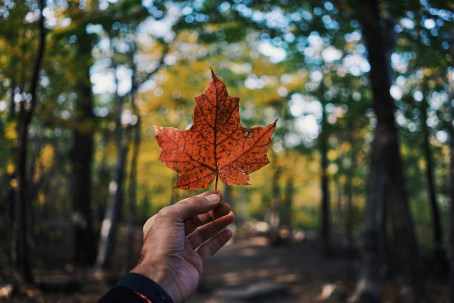 Canada, immigration