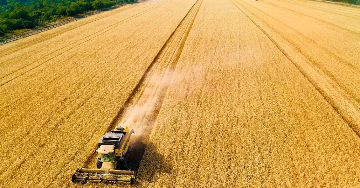 Falling profits and weak exports put pressure on Russia’s wheat industry