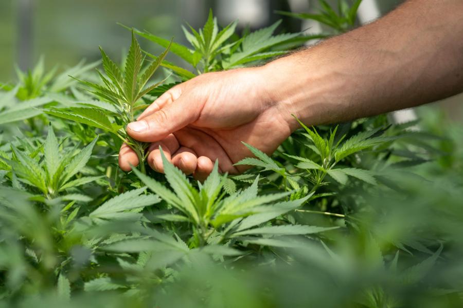 tilray stock options data skewed to downside despite solid q1 earnings
