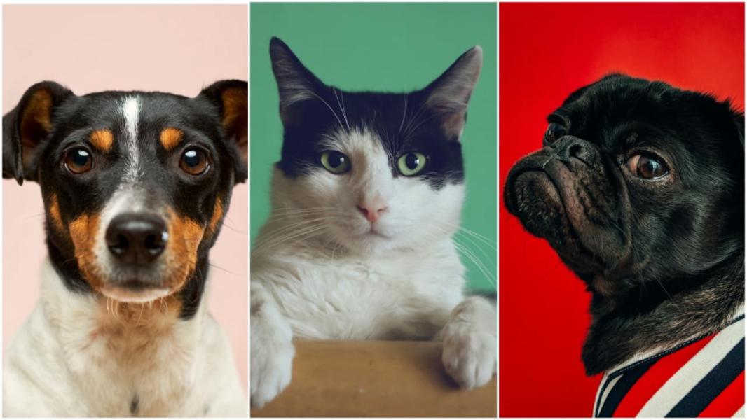 cat dog pets