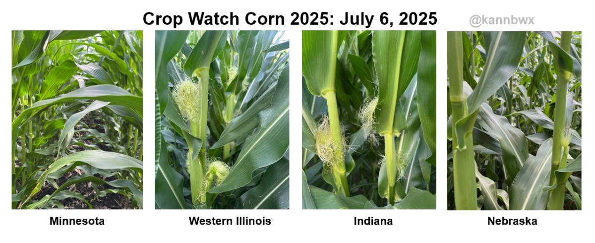 Select Crop Watch corn fields: July 6, 2025