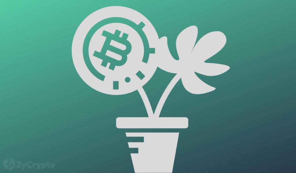 $1.5 Trillion Asset Manager Franklin Templeton Bets Big On Bitcoin