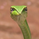 GreenyEdge